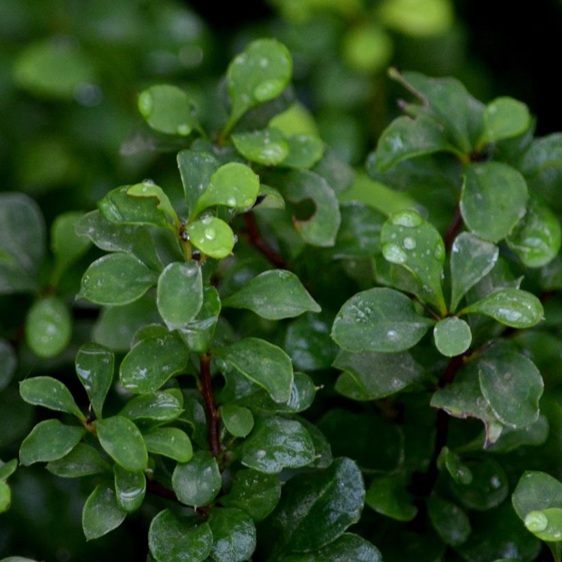 Berberis thunbergii Tiny Gold - Barberry (Foliage)