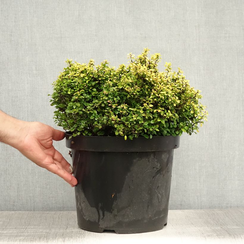 Berberis thunbergii Tiny Gold - Barberry 7.5L/10L pot sample as delivered in summer