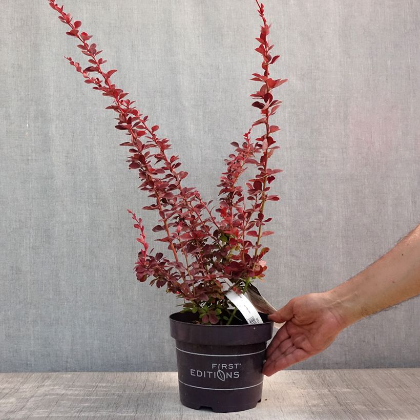 Berberis thunbergii Toscana - Barberry 2L/3L pot sample as delivered in summer