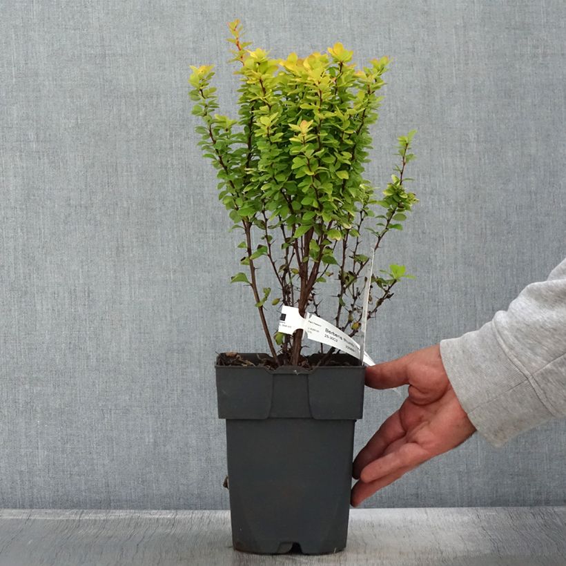 Berberis thunbergii Yellow Tower 2L/3L pot sample as delivered in autumn