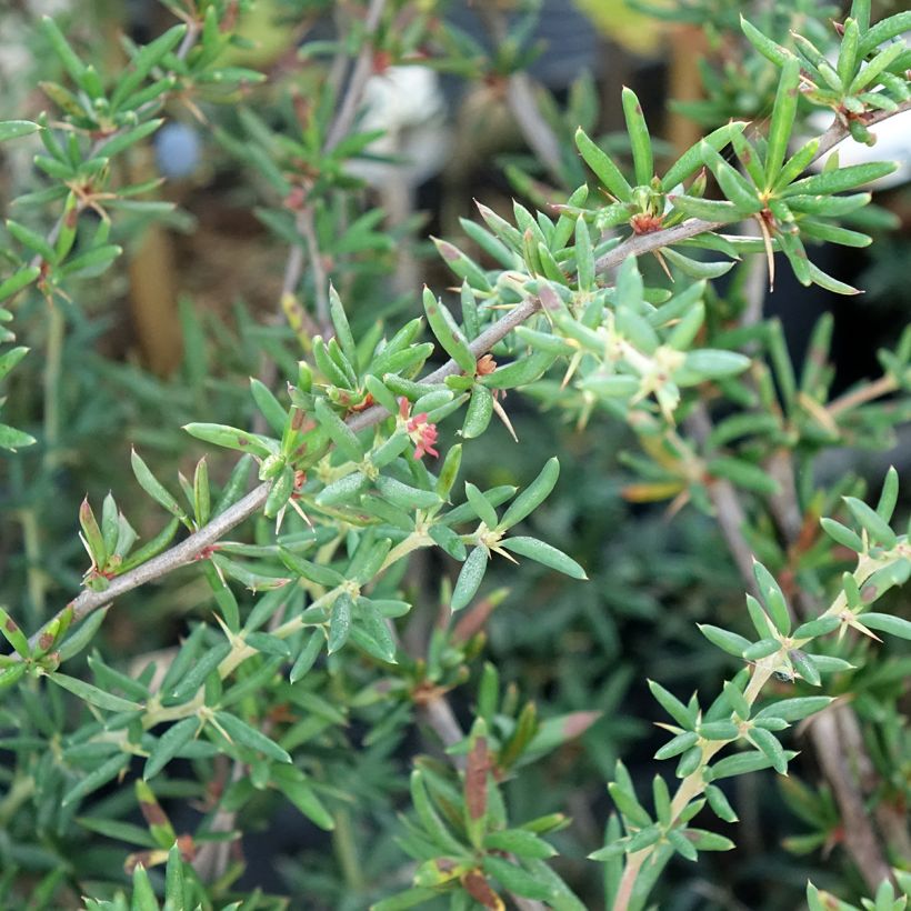 Berberis x stenophylla - Barberry (Foliage)