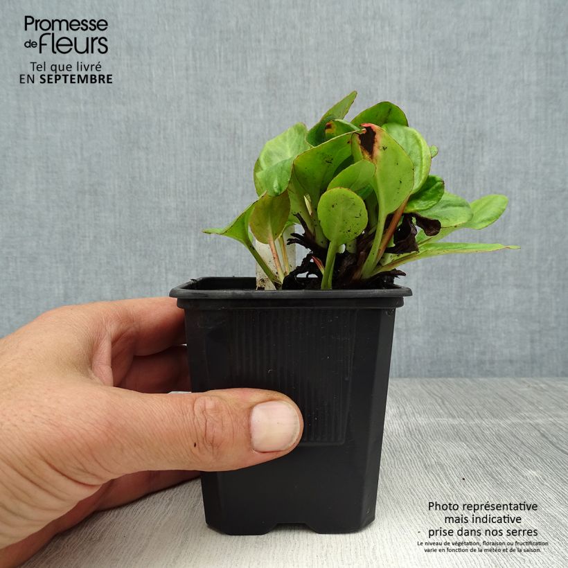 Bergenia Bartok - Elephant's Ears 8/9 cm pot sample as delivered in summer