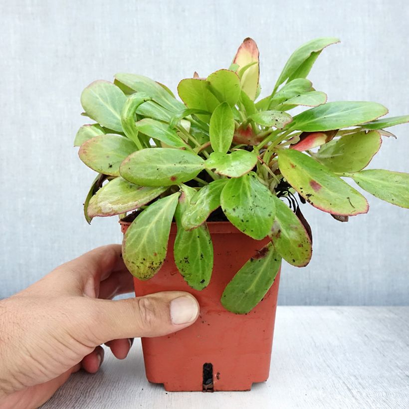 Bergenia cordifolia Silberlicht - Elephant's Ears 1L/1.5L pot sample as delivered in summer