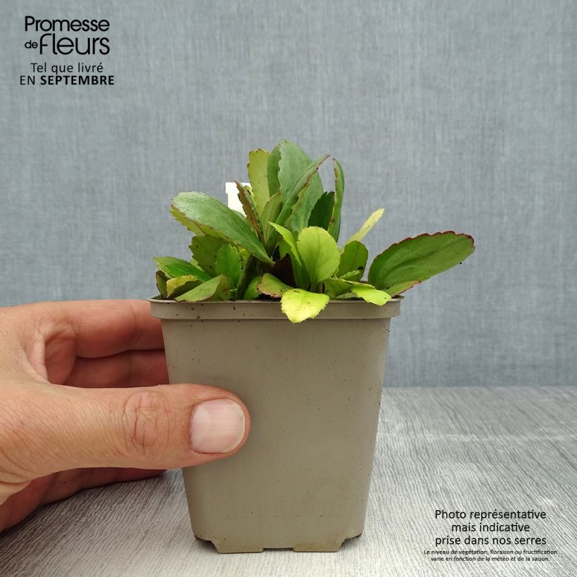 Bergenia Dragonfly Series Angel Kiss - Elephant's Ears 8/9 cm pot sample as delivered in summer