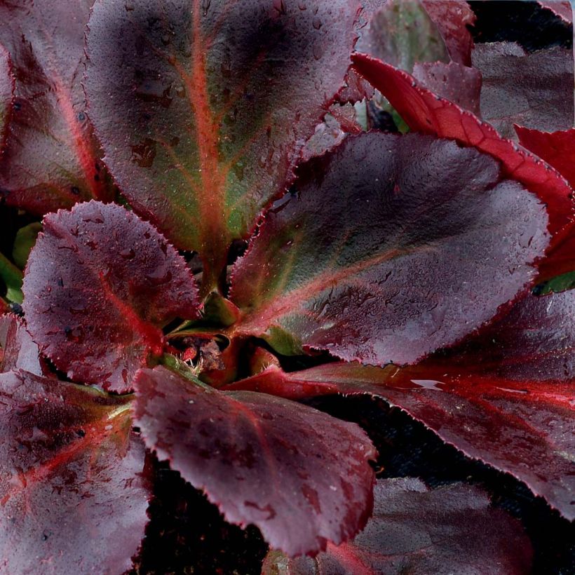 Bergenia Dragonfly Series Sakura - Elephant's Ears (Foliage)