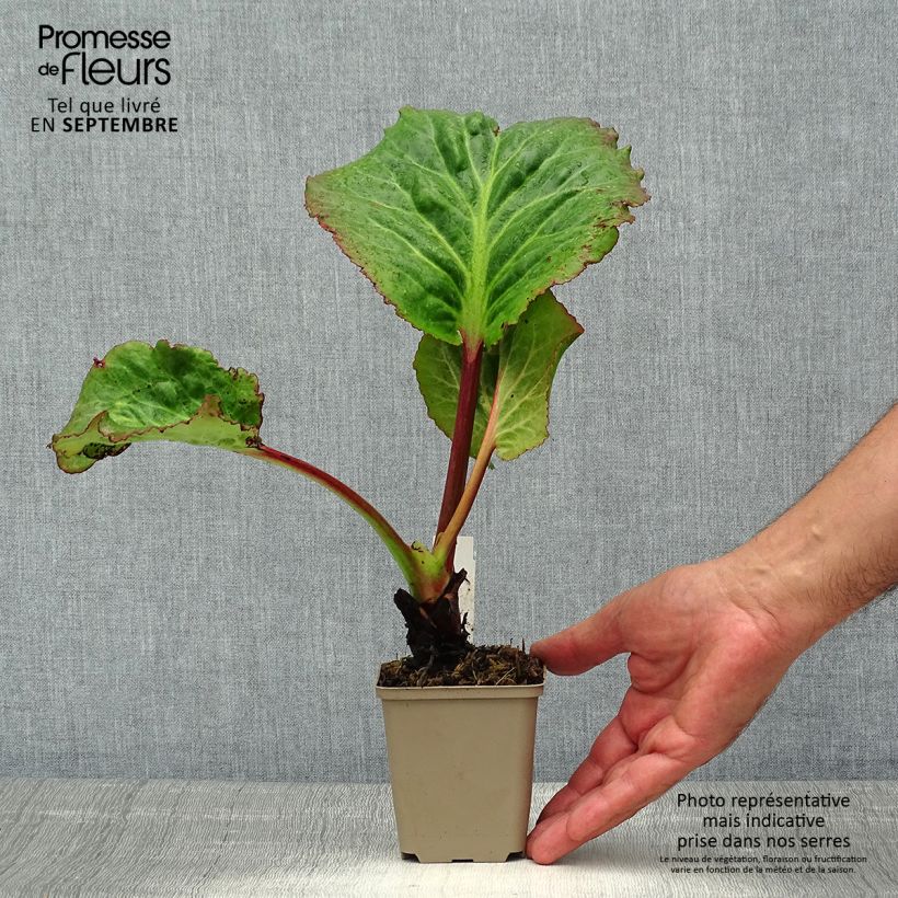 Bergenia Edens Magic Giant - Elephant's Ears 8/9 cm pot sample as delivered in summer