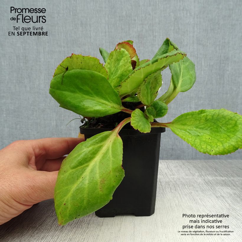 Bergenia Abendglut - Elephant's Ears 8/9 cm pot sample as delivered in summer