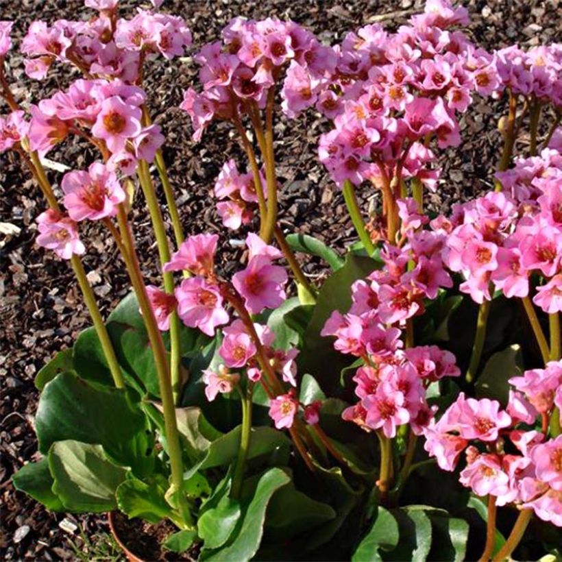 Bergenia Rosenkristall - Elephant's Ears (Plant habit)