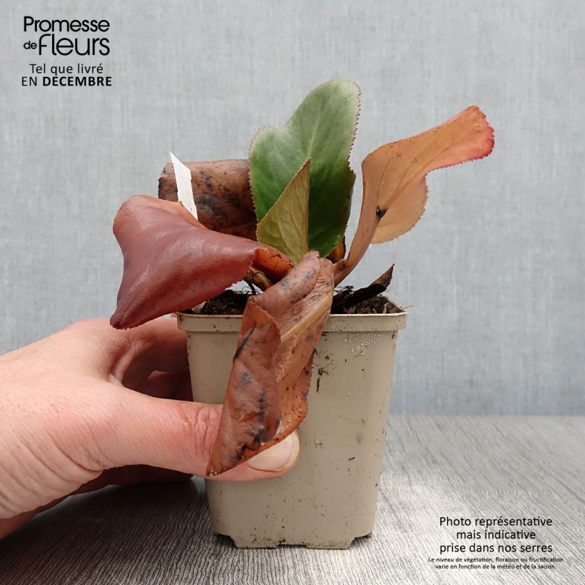 Bergenia Ice Queen - Elephant's Ears 8/9 cm pot sample as delivered in autumn