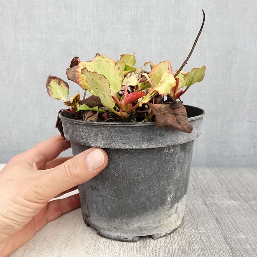 Bergenia cordifolia Morgenrote - Elephant's Ears sample as delivered in spring