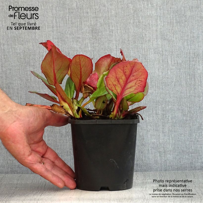 Bergenia Ouvertüre - Elephant's Ears 1.5L/2L pot sample as delivered in summer