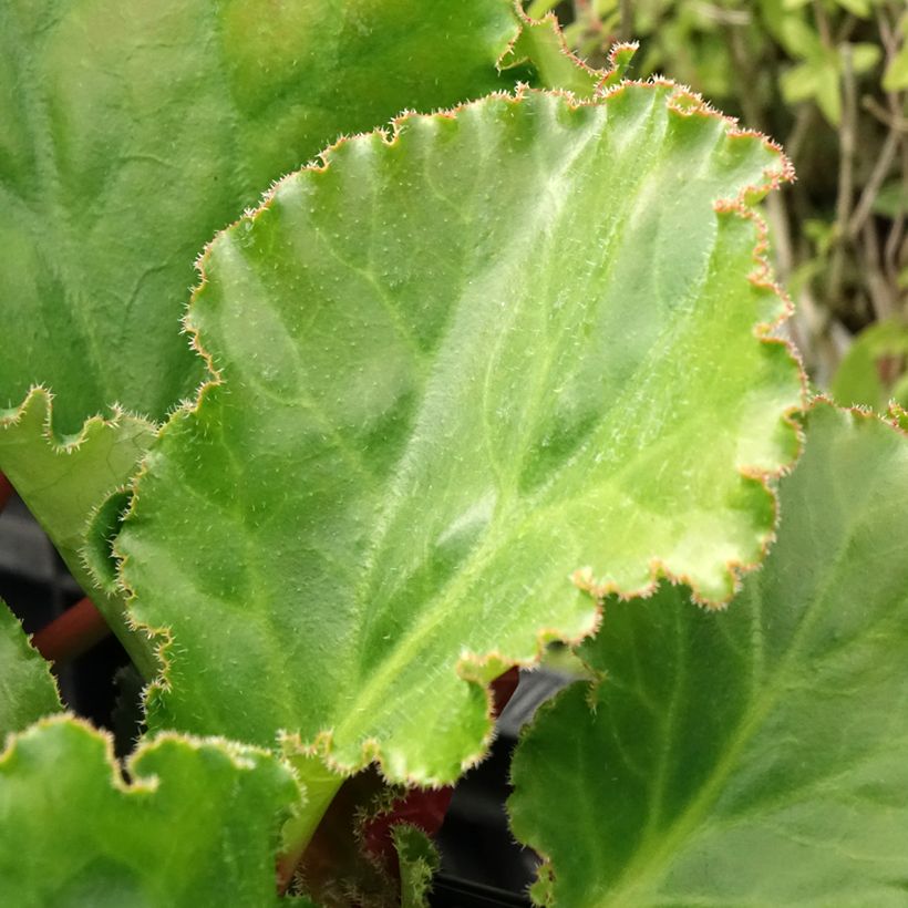 Bergenia ciliata Ripple Effect - Elephant's Ears (Foliage)