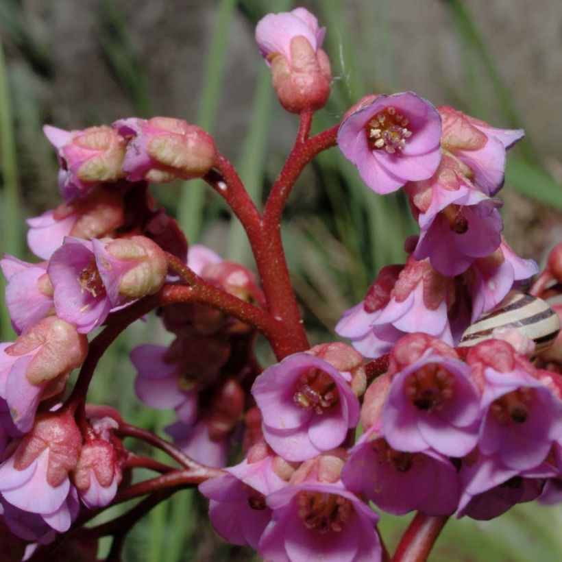 Bergenia x schmidtii - Elephant's Ears (Flowering)