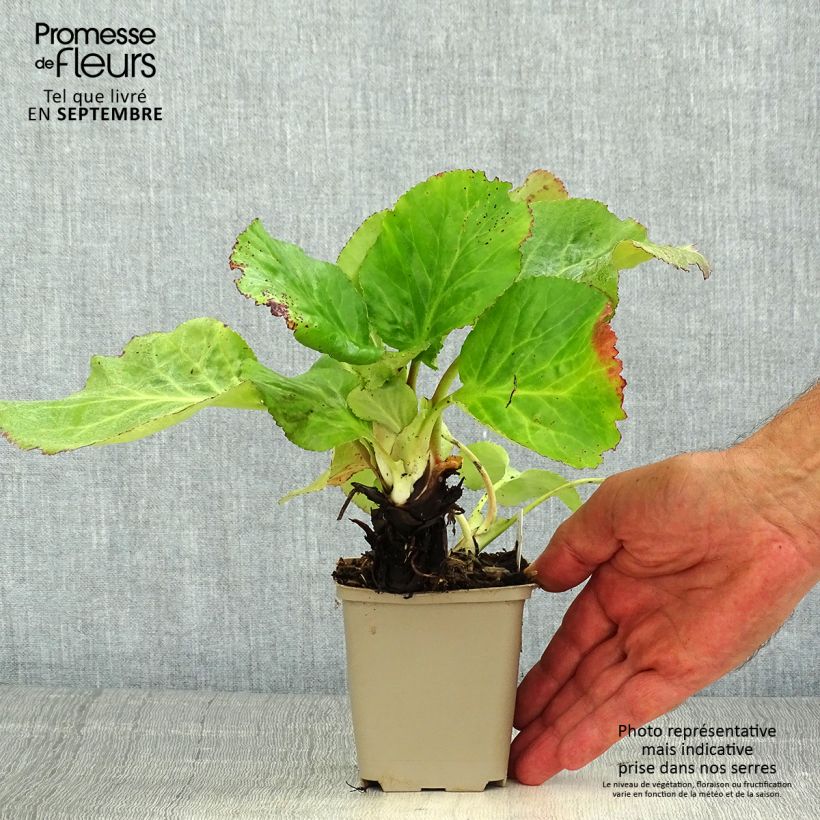 Bergenia x schmidtii - Elephant's Ears 8/9 cm pot sample as delivered in summer