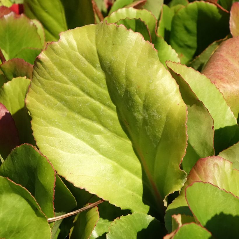 Bergenia Winterglut - Elephant's Ears (Foliage)