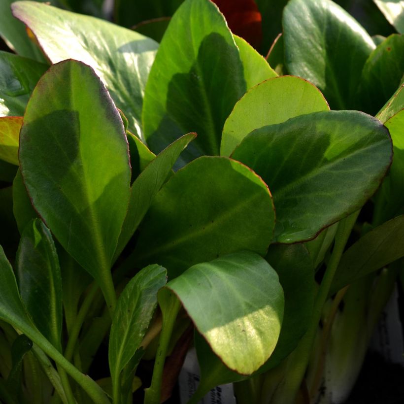 Bergenia Wintermarchen - Elephant's Ears (Foliage)