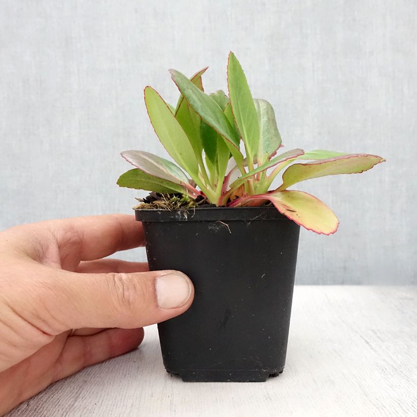 Bergenia Wintermarchen - Elephant's Ears 8/9 cm pot sample as delivered in summer