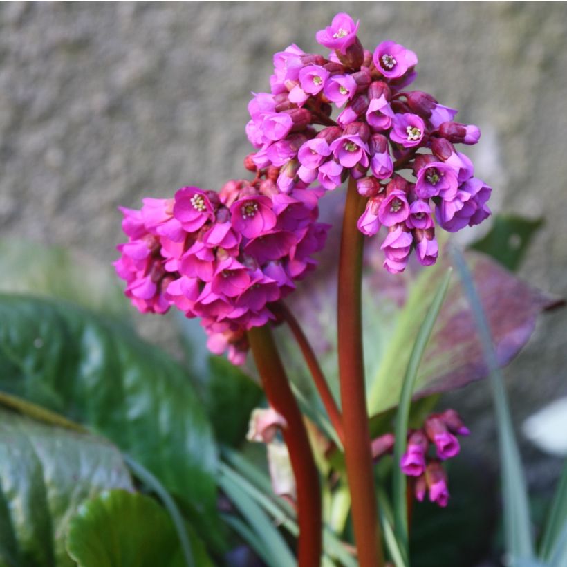 Bergenia purpurascens - Pigsqueak (Flowering)