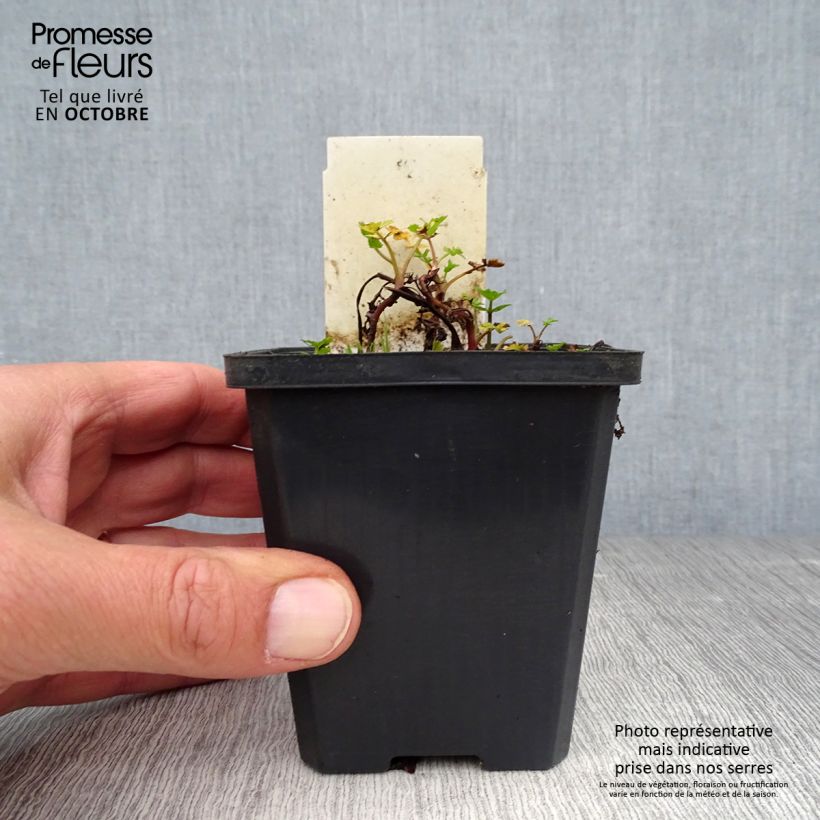 Berula erecta 8/9 cm pot sample as delivered in autumn