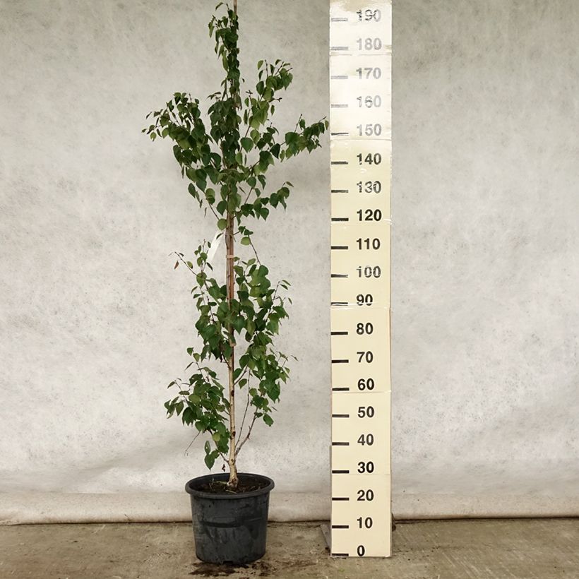 Betula ermanii Holland - Gold Birch 7.5L/10L pot sample as delivered in summer
