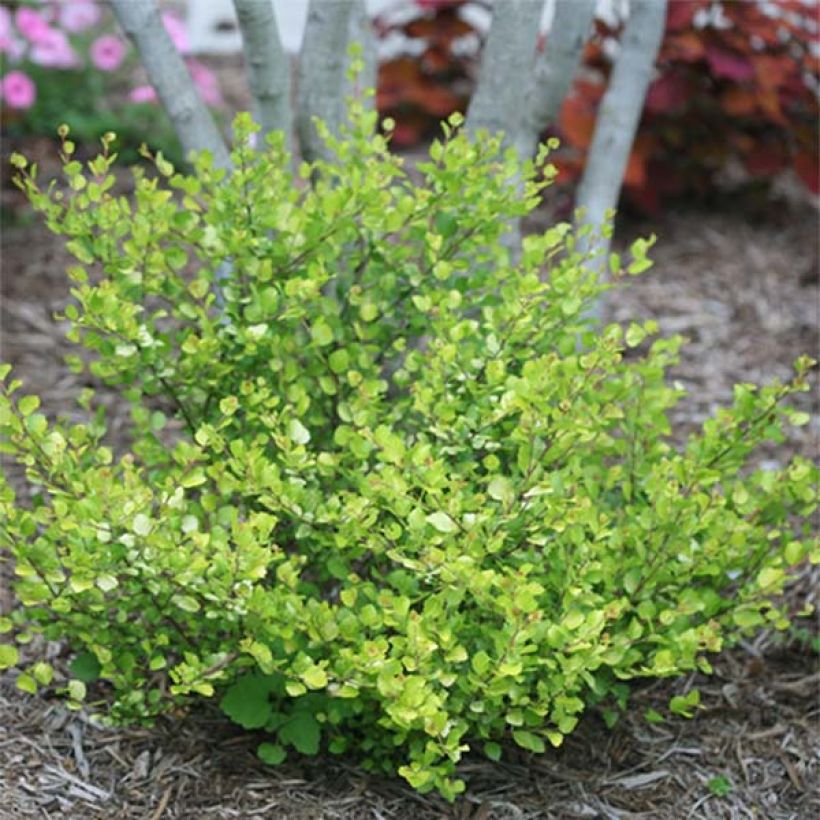 Betula nana Golden Treasure - Dwarf Birch (Plant habit)