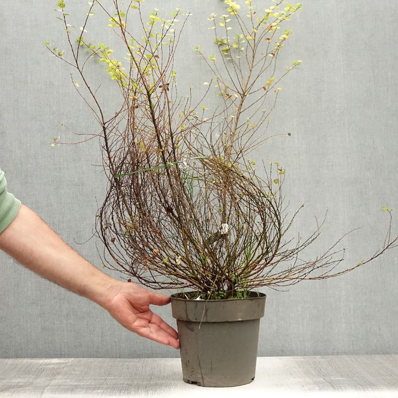 Betula nana Golden Treasure - Dwarf Birch 3L/4L pot sample as delivered in summer