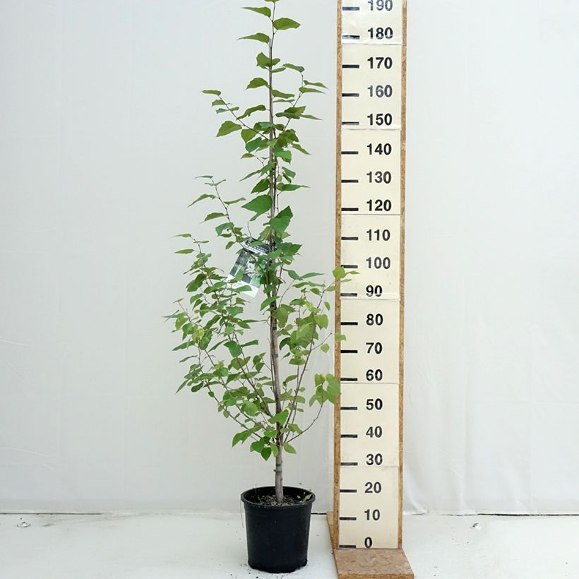 Betula papyrifera - Paper Birch 7.5L/10L pot sample as delivered in summer