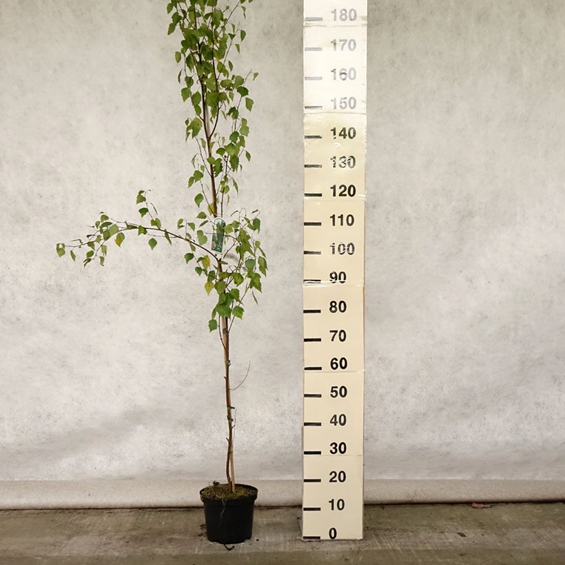Betula pendula Fastigiata - Birch 3L/4L pot sample as delivered in summer