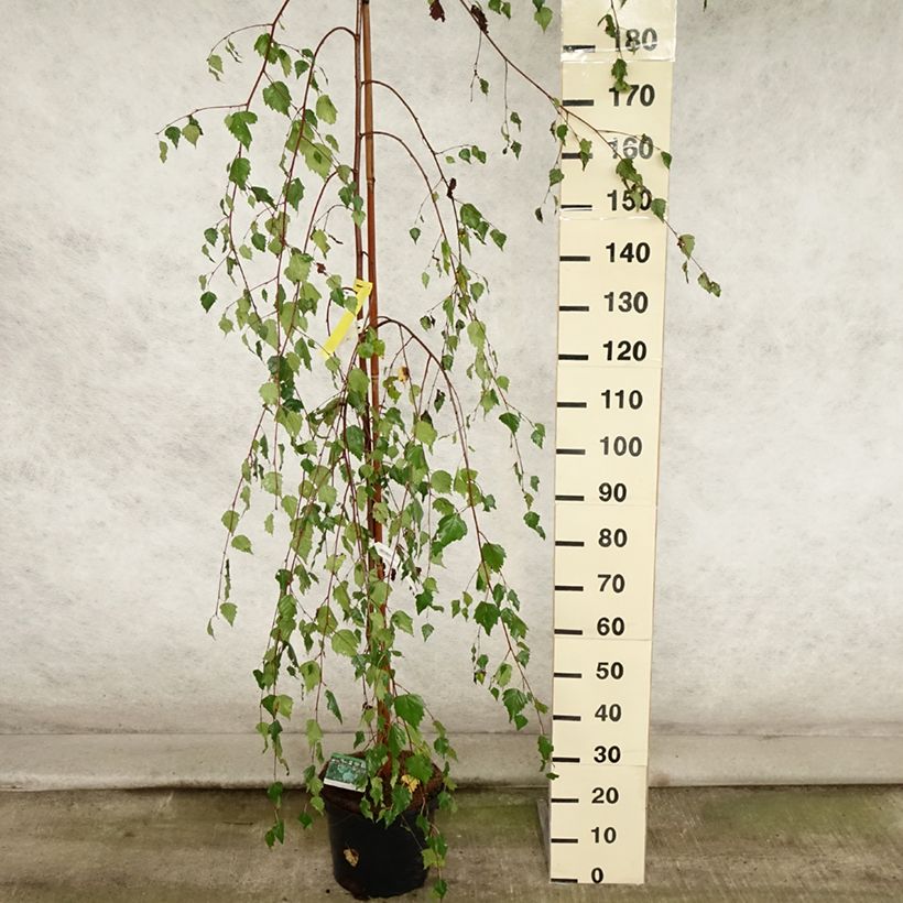 Betula pendula Youngii - Birch 7.5L/10L pot sample as delivered in summer