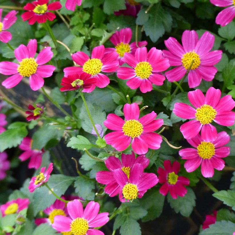 Bidens Stoplight (Flowering)