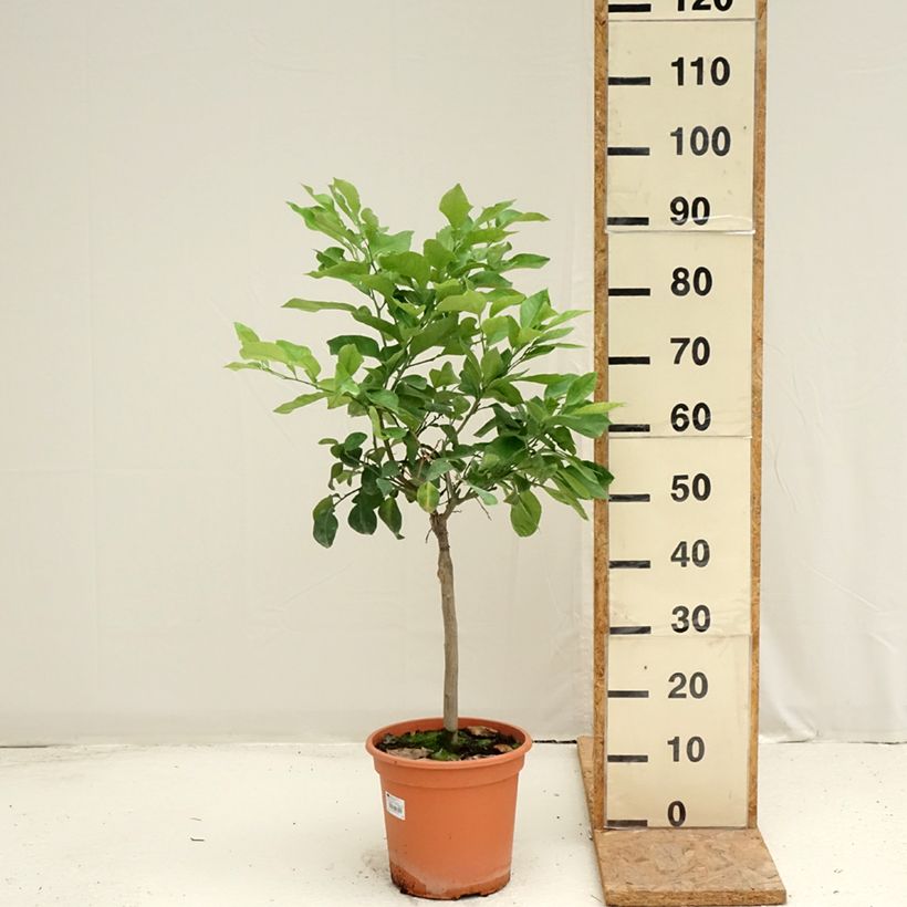 Citrus medica x aurantium Bizzarria - Bizzaria of Florence 6L/7L pot, Quarter standard sample as delivered in summer