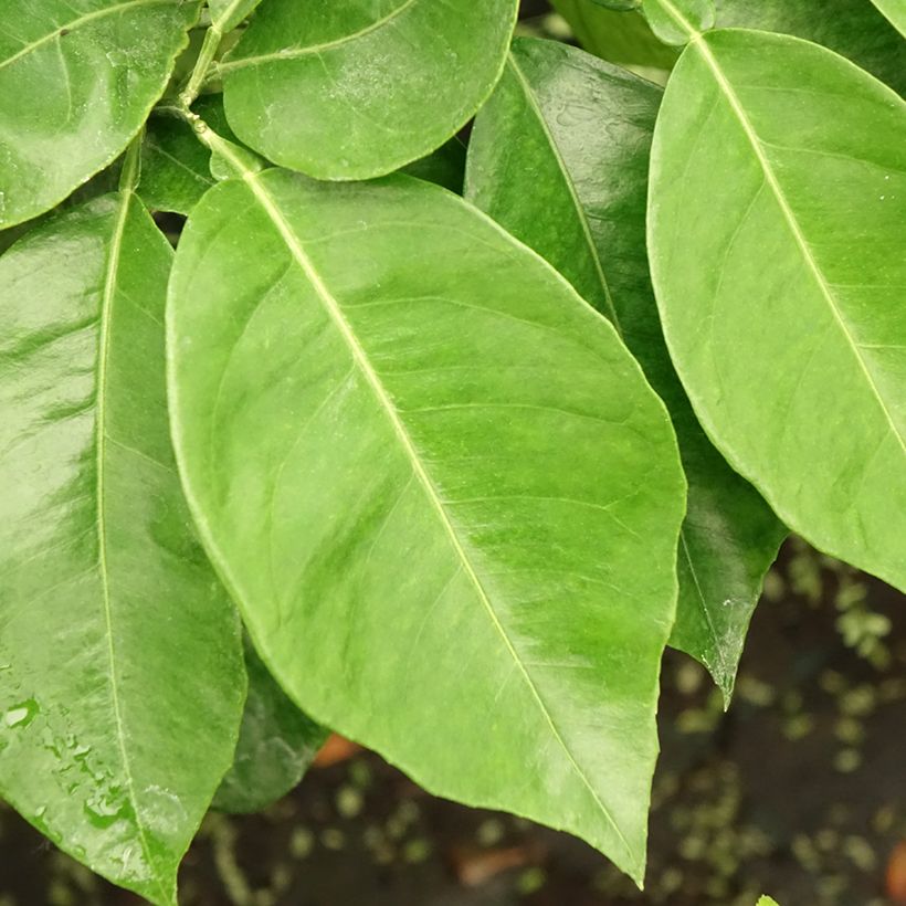 Citrus medica x aurantium Bizzarria - Bizzaria of Florence (Foliage)
