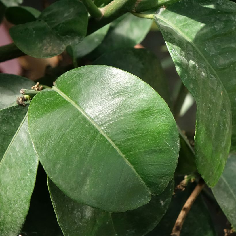 Citrus aurantium Bouquet de Fleur - Bitter orange (Foliage)
