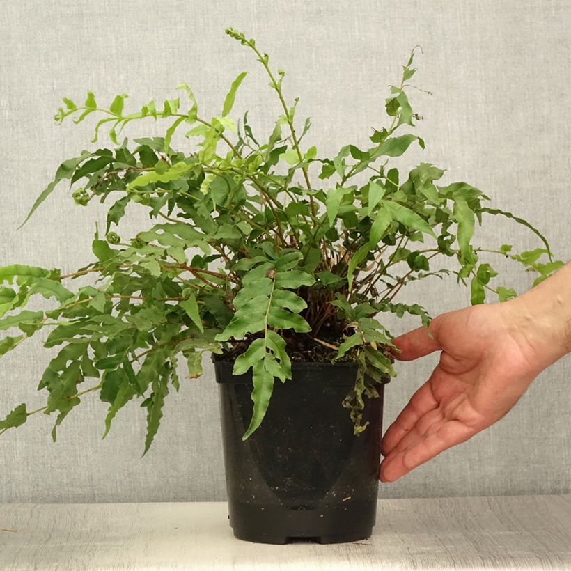 Blechnum novae-zelandiae - Kiwi Hard Fern 3L/4L pot sample as delivered in summer