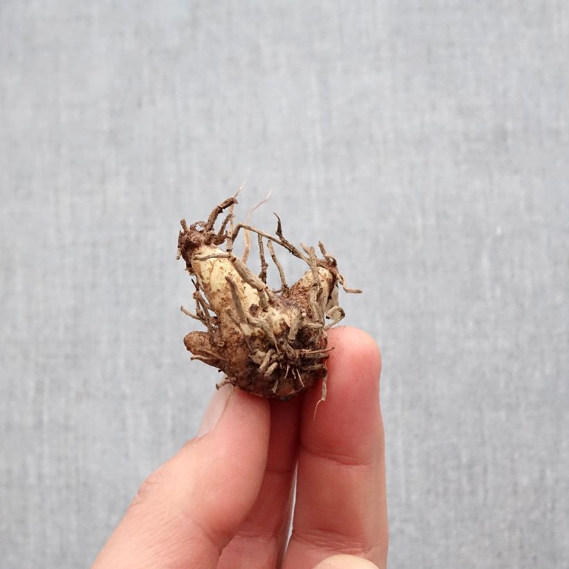 Bletilla Penway Dragon - Hyacinth orchid  Bulb sample as delivered in spring