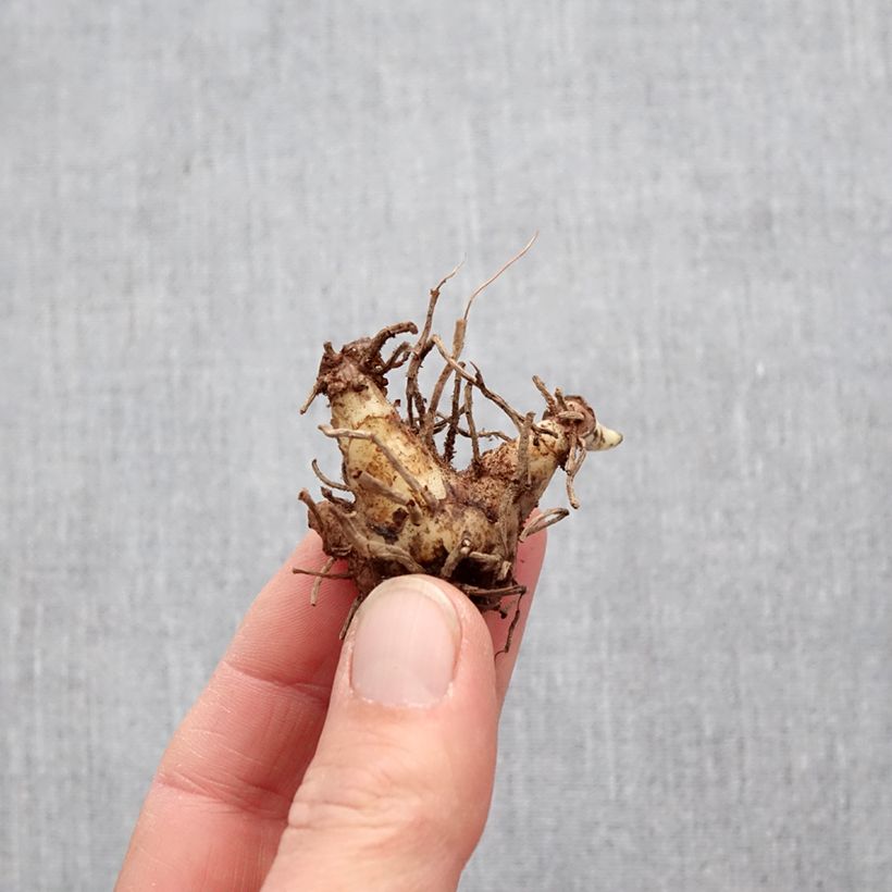 Bletilla Penway Paris - Hyacinth orchid Bulb sample as delivered in spring
