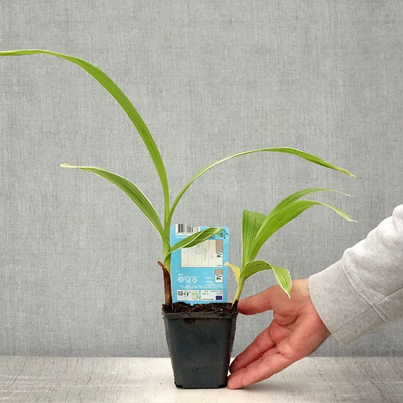 Bletilla striata alba - Chinese Ground Orchid 8/9 cm pot size I sample as delivered in summer