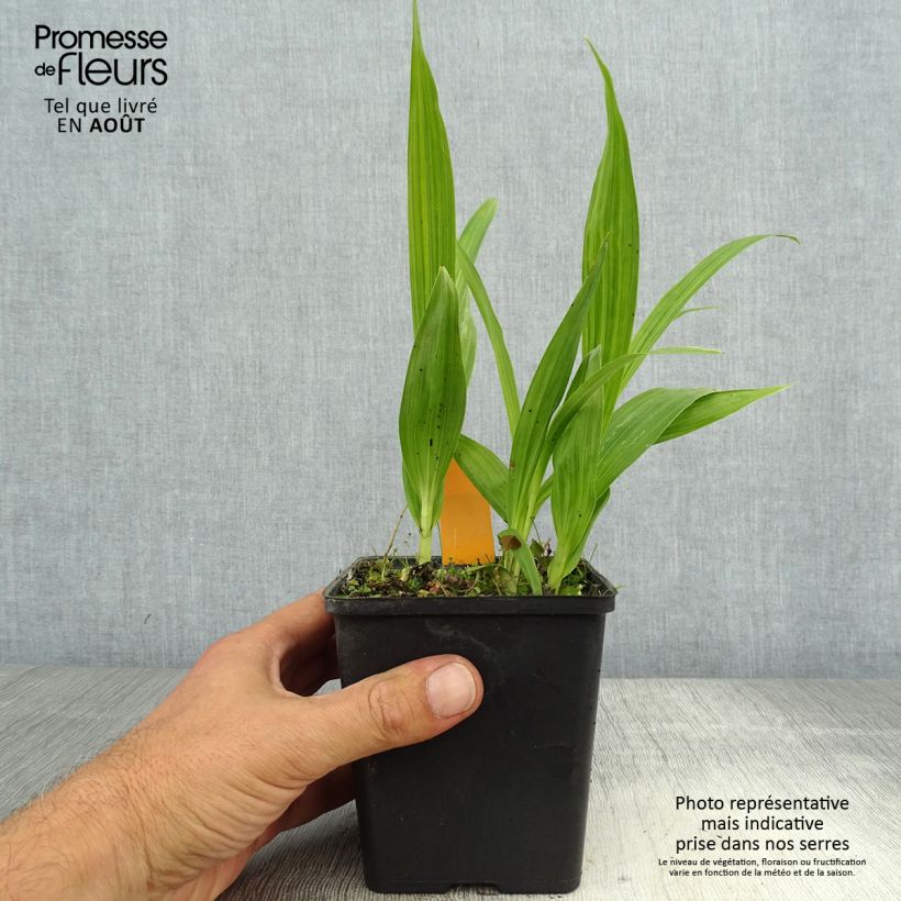 Bletilla striata alba - Chinese Ground Orchid 1L/1.5L pot sample as delivered in summer