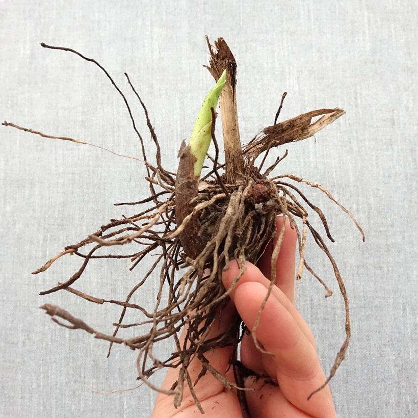 Bletilla striata f. gebina - Chinese Ground Orchid Bulb size I sample as delivered in spring
