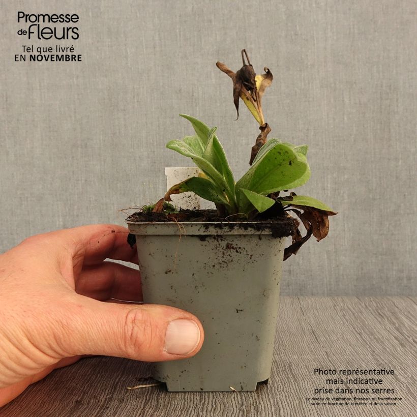 Centaurea montana Alba 8/9 cm pot sample as delivered in autumn