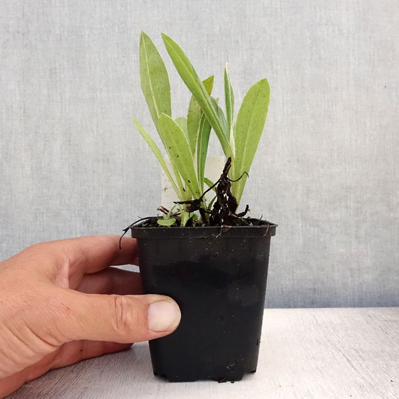 Centaurea montana Coerulea 8/9 cm pot sample as delivered in summer