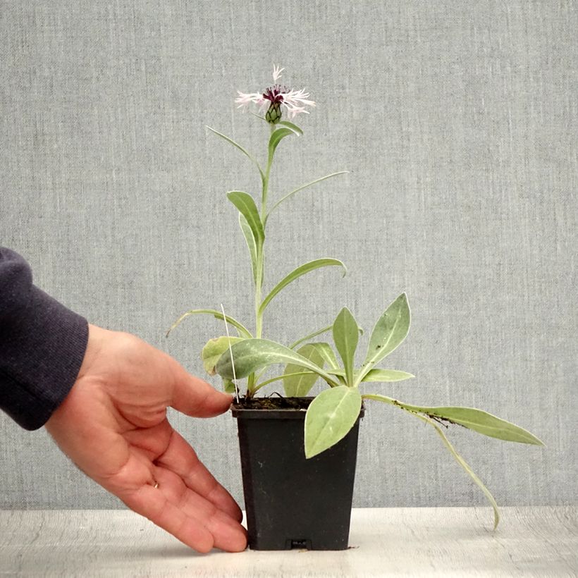 Centaurea montana Amethyst in Snow 8/9 cm pot sample as delivered in summer