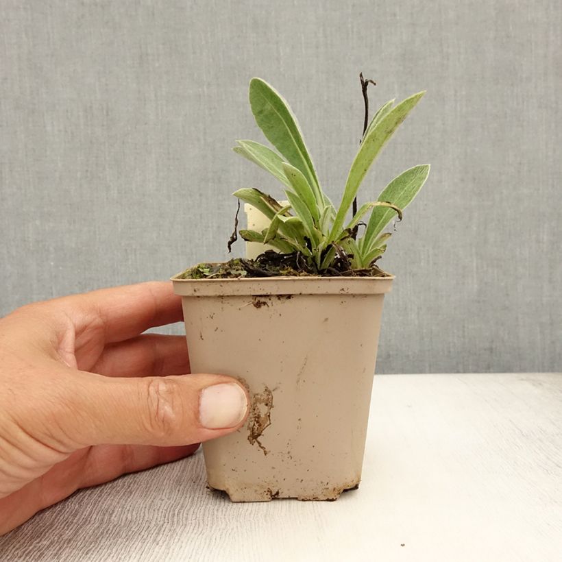 Centaurea montana Jordy 8/9 cm pot sample as delivered in summer