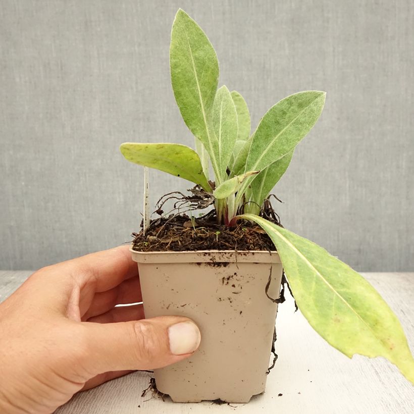 Centaurea montana Carnea 8/9 cm pot sample as delivered in summer