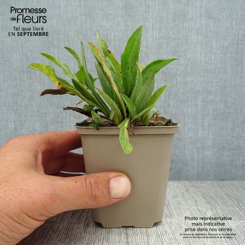 Centaurea montana Sulphurea 8/9 cm pot sample as delivered in summer