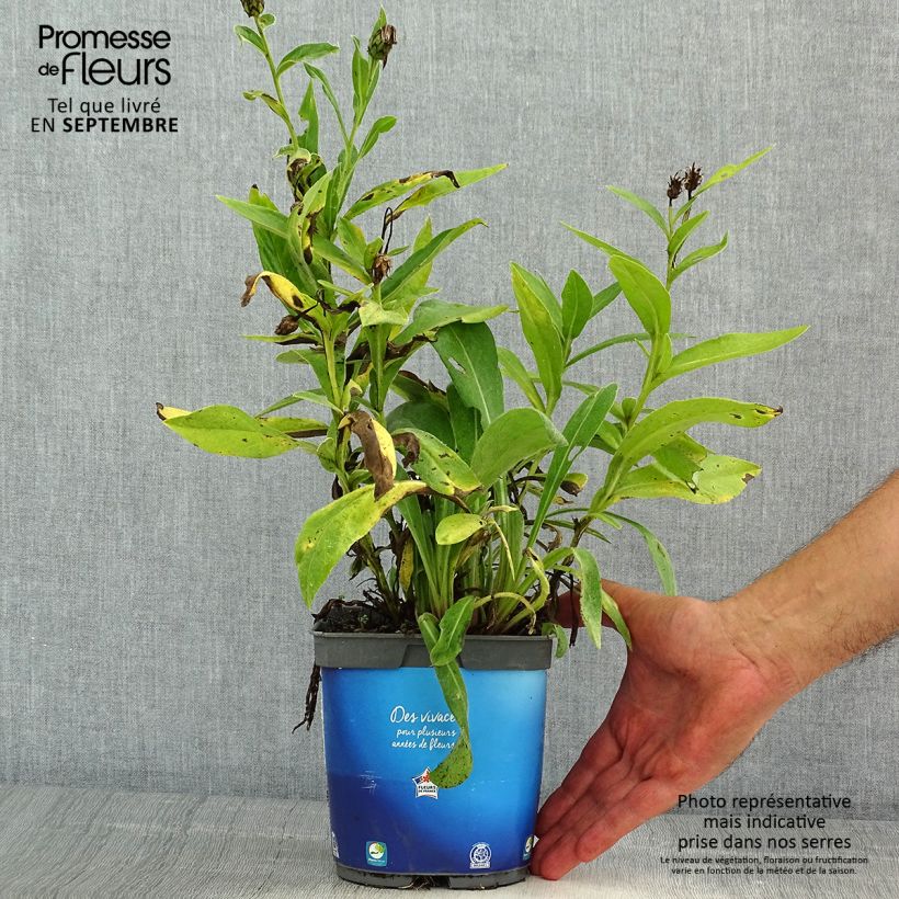 Centaurea montana Sulphurea 2L/3L pot sample as delivered in summer