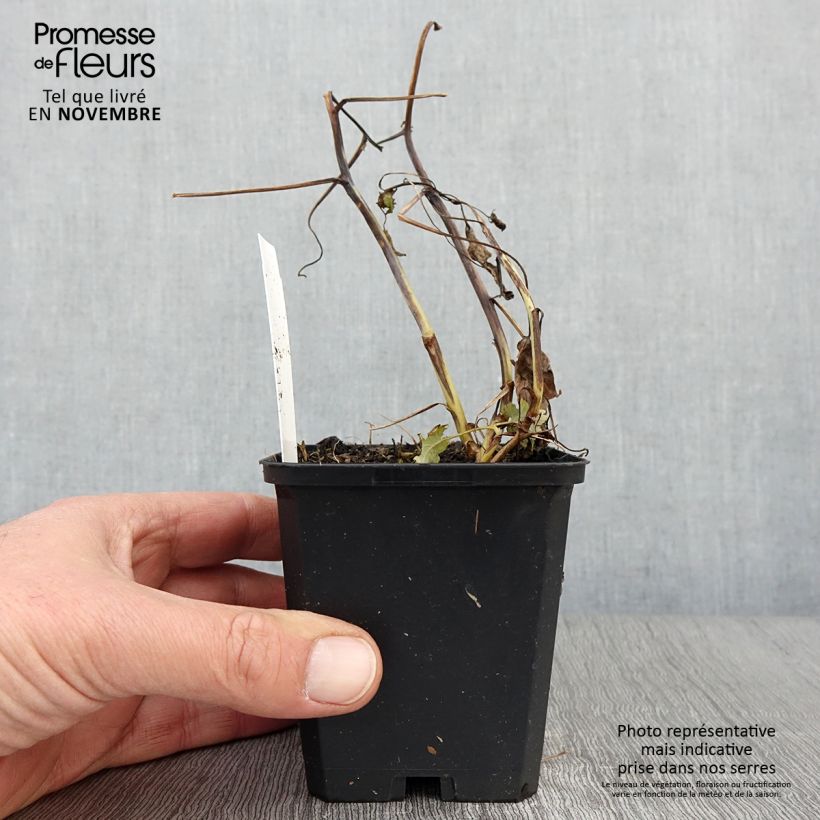 Macleaya cordata Flamingo 8/9 cm pot sample as delivered in autumn