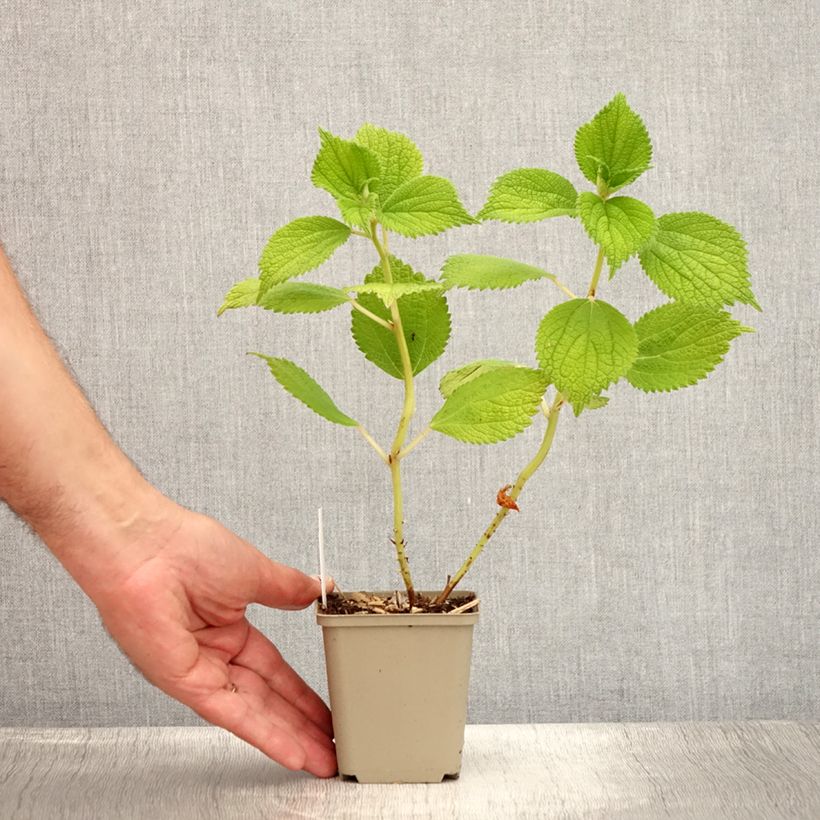 Boehmeria biloba - False Nettle 8/9 cm pot sample as delivered in summer