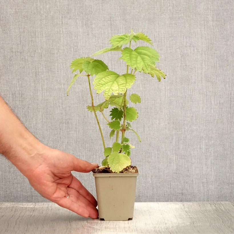 Boehmeria platanifolia - False Nettle 8/9 cm pot sample as delivered in summer