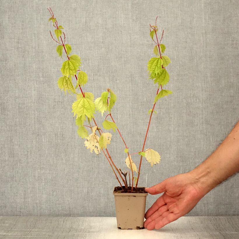 Boehmeria tricuspis - False Nettle 8/9 cm pot sample as delivered in summer